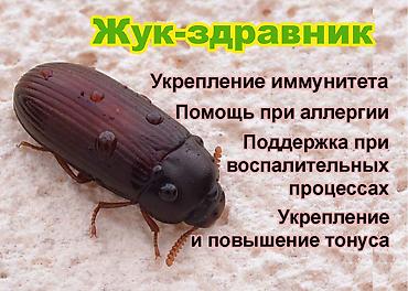 пит будь: Жук - здравник, жук - знахарь. Выращены в домашних, чистых условиях — 1