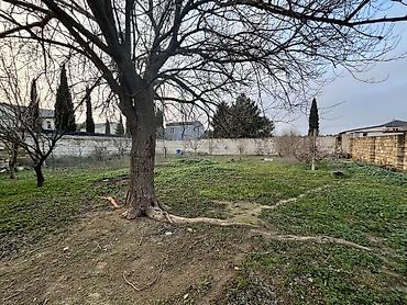 alatava ev: 10 sot, Tikinti, Mülkiyyətçi, Kupça (Çıxarış) — 7