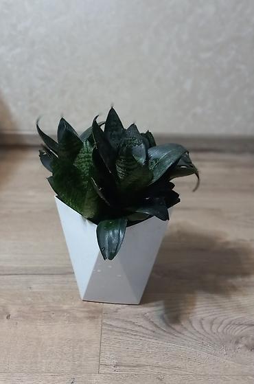 драцены: Сансевиерия «Самурай карлик» (Sansevieria ehrenbergii ‘Samurai Dwarf’) — 3