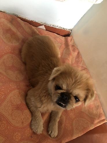 ev itləri balaca: Pekines, Erkək — 3
