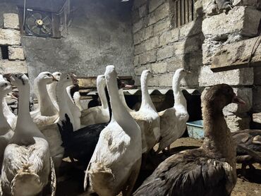 Qazlar: Qaz Sürüsü Satılır. 22 Dənədir. Tək-Təkdə Satmaq Mümkündür. Ünvan Qala — 5