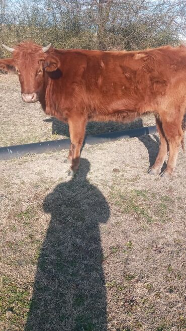 Dana, buzov: Dana, buzov, Dişi, ay: 12, Damazlıq, Ünvandan götürmə — 11