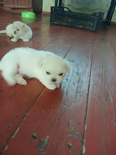 pitbull iti qiymeti: Pekines, 1 ay, Erkek, Ödənişli çatdırılma