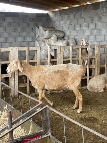 Бараны, овцы: Продаю | Овца (самка) | Арашан | Для разведения | Матка — 14