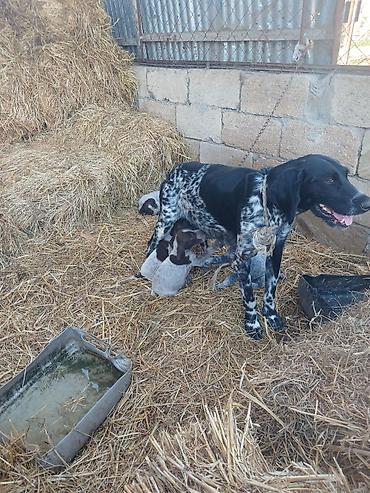 balalı qoyunlar: Alman qısatüklü ov iti balası (German Shorthaired Pointer) – — 7