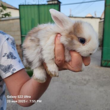 Другие животные: Декоративные кролики