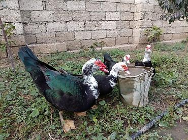 pekin ördək: 3 disi 1 erkek lal ordekler noyabrn 16 si 8 aylari tamam olur qiymet — 2