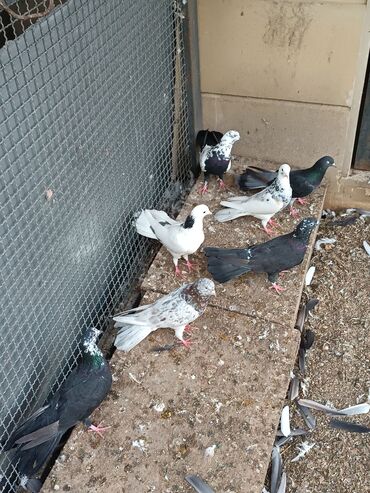 Göyərçinlər: Şəkillərin hamısına baxın. hər cinsdə quşlar satılır . qiymət biri — 10