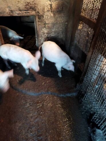 Животные: Продаю поросят 3-х месячных, 2 свинки 1 кабанчик