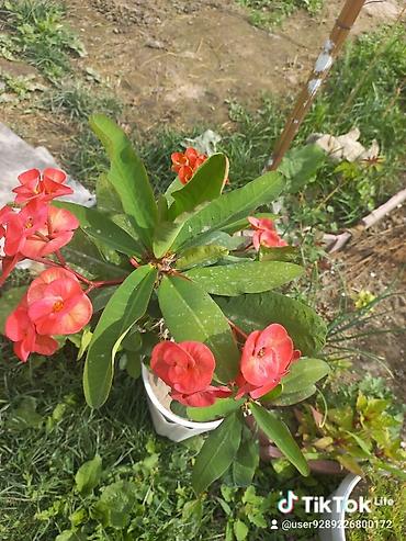 Другие садовые цветы и кустарники: Ново Покровка — 15