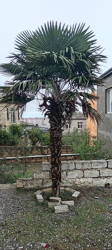 setqa qapilar: Dekorativ palma ağacı – fan formalı yarpaqları olan, hündür gövdəli — 1