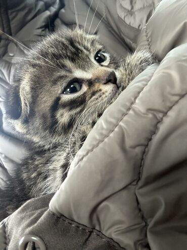 рыжий котенок: Срочно продается котенок!😍 вислоухий шотландский малыш, породистая