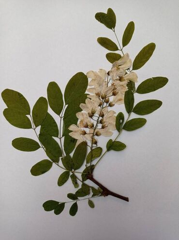 Ostali predmeti za umetnost i kolekcionarstvo: Herbarijumi za fakultete, srednje i osnovne škole -NOVO Ispresovane — 6