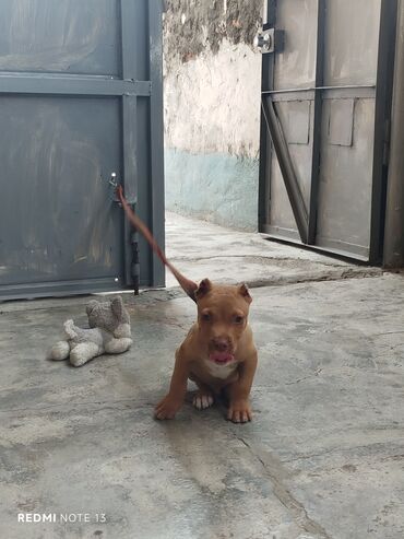 afcarka balalarinin satisi: Pitbul, 3 ay, Erkek, Peyvəndli, Ünvandan götürmə