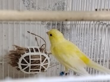 Bülbüllər: Portagal rəngdə hazir cüt gözəl oxuyan bülbüllər var — 2