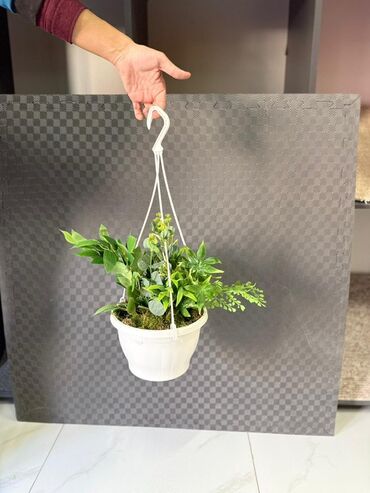 Otaq bitkiləri: Asma saksıda dekorativ yaşıl bitki - Ağ rəngli asma plastik saksı -da lalafo.az — 42 Otaq bitkiləri: Asma saksıda dekorativ yaşıl bitki - Ağ rəngli asma plastik saksı — 42