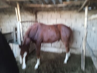 Лошади, кони: Продаю | Жеребенок — 7