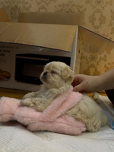 heyvan sahiblendirme: Pekines, 2 ay, Dişi, Peyvəndli, Ödənişli çatdırılma, Ünvandan götürmə — 3