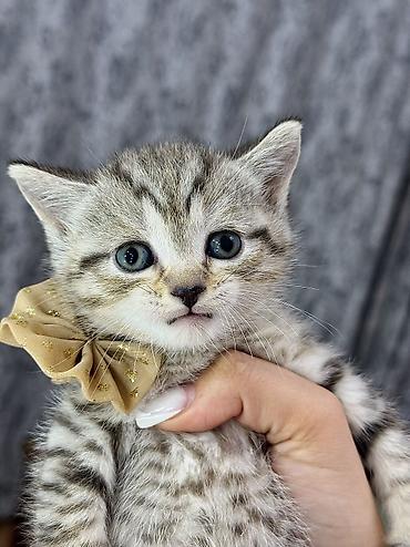 Pişiklər: Britan, Erkək, Ünvandan götürmə — 9