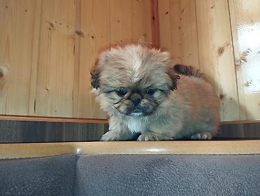 koxin karlik: Pekines, 1 ay, Erkək, Peyvəndli, Ünvandan götürmə — 9
