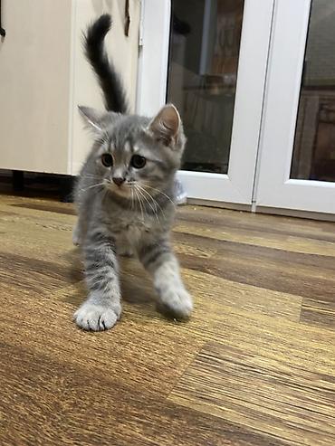 oğlan pisik adlari: Tabbi, Erkək, Yaxşı əllərə, Pulsuz çatdırılma — 2