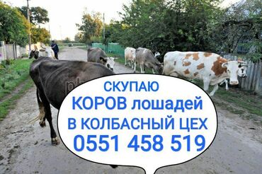 802 объявлений | ЖИВОТНЫЕ: Куплю | Коровы, быки, Лошади, кони | Круглосуточно, Любое состояние