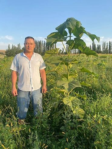 Павловния: Павловния кыргызстанда жакшы осчу кочоттору сатылып жатат сорттору — 20