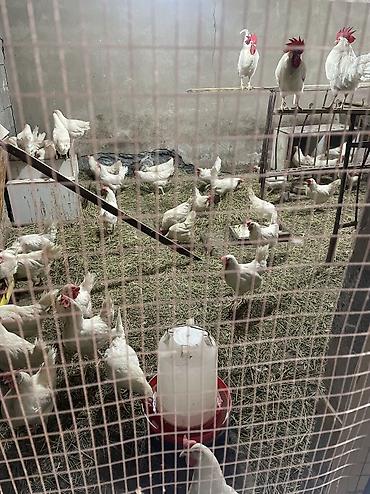 куплю куры: Инкубационные яица ( Чистокровная порода Легорнн белый стандарт) — 8