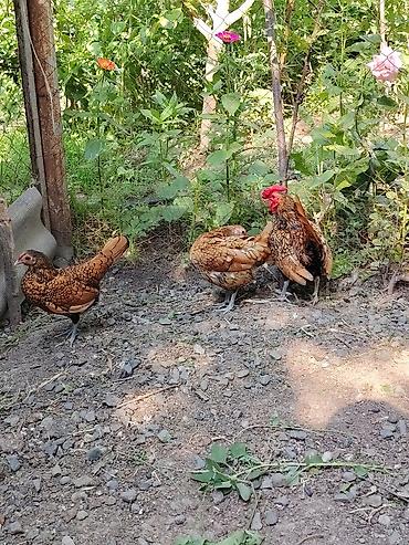 sudluk inekler satışı: Toyuq cücələri, Damazlıq — 3