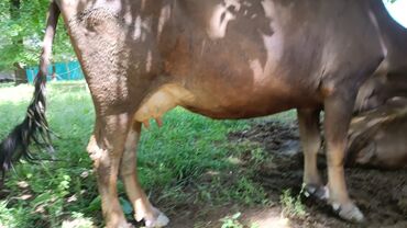 Коровы, быки: Продаю | Корова (самка) | Алатауская | Для разведения, Для молока