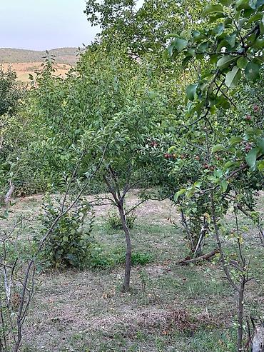 şabran torpaq satılır: 22 sot, Tikinti, Mülkiyyətçi, Kupça (Çıxarış) — 2