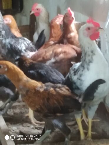 Cücələr: Toyuq cücələri, Damazlıq — 8