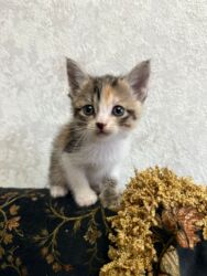 показы 1 354 72 договорная кошка даром британская короткошёрстная 1 год мальчик метис 2 позвонить написать: Котёнок трёхцветной окраски (черепаховый с белым). Компактный, с