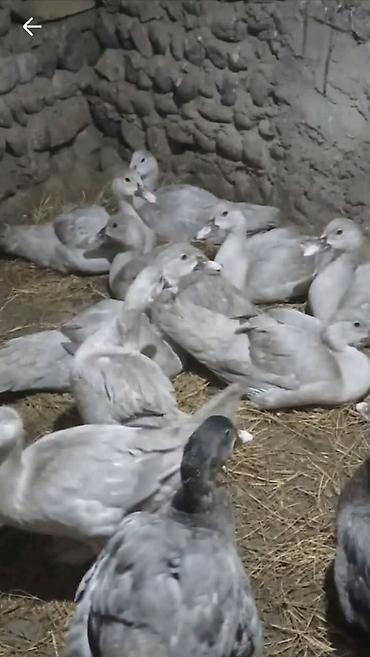 gence quşlar: Muscovy ördəkləri (indoutka) – bala və gənc yaş qrupunda. - Cins — 2