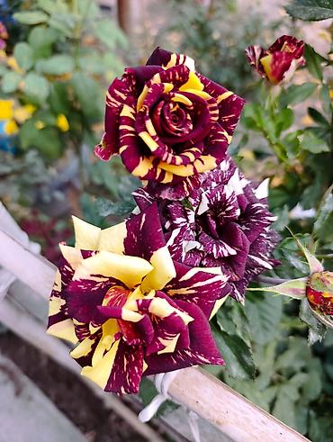 Массаж: Массаж | Остеохондроз, Холка на шее — 12