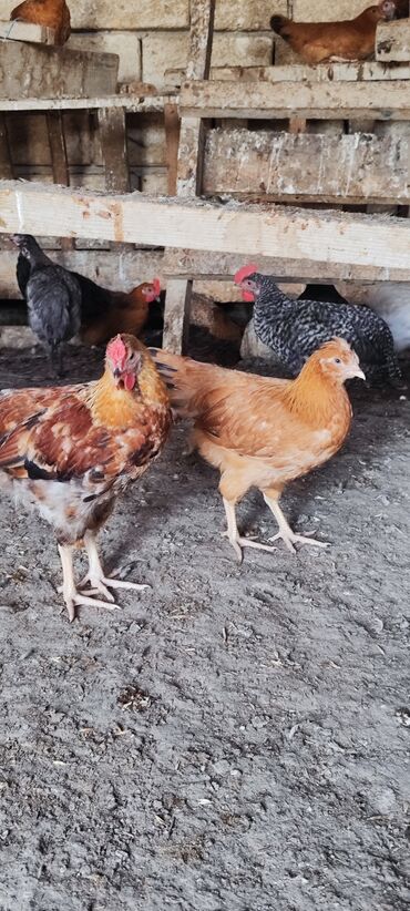 cins inekler: Kənd çolpaları satılır,ətlik və yumurtalıq cinsdir,3 aylıqdır,500