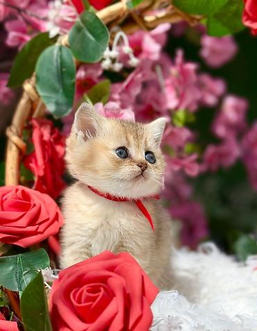 Pişiklər: Şotland — 2