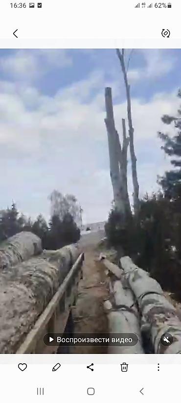 пень: Услуга по выкупу тополей. - Покупаем тополь (в т.ч. крупномерные — 2