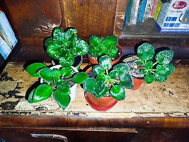 Кактусы: Комнатные растения – суккуленты и кактусы (несколько видов) — 3