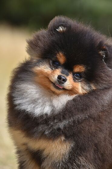 pomeranian spitz qiymeti: Şpitz, 4 ay, Dişi, Ünvandan götürmə