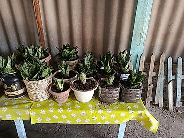 Бөлмө өсүмдүктөрү: Сансевиерия (Sansevieria, «тещин язык») в горшках 200-300 - — 1