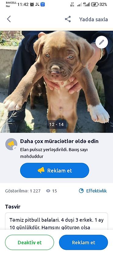 İtlər: Pitbul, 1 ay — 10