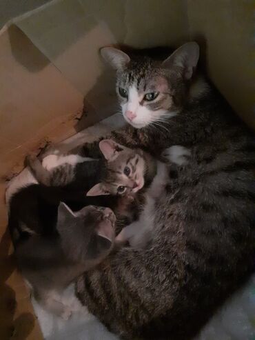 Lənkəranda Pişik yeni ana olub.4 balası oldu.Yaxşı baxan ailəyə.Bala