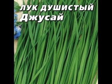 суши роллы: Зелень и микрозелень, Зеленый лук, Самовывоз
