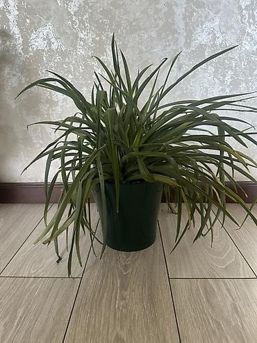 комнатный цвиты: Комнатные растения в горшках: 1) Денежное дерево (Crassula ovata) - — 4