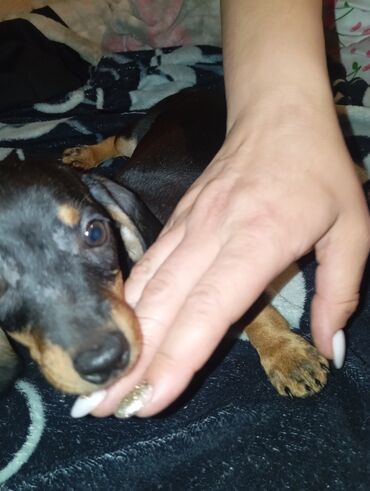 Продажа собак: Такса, 2 месяца, Самка, С прививкой — 1