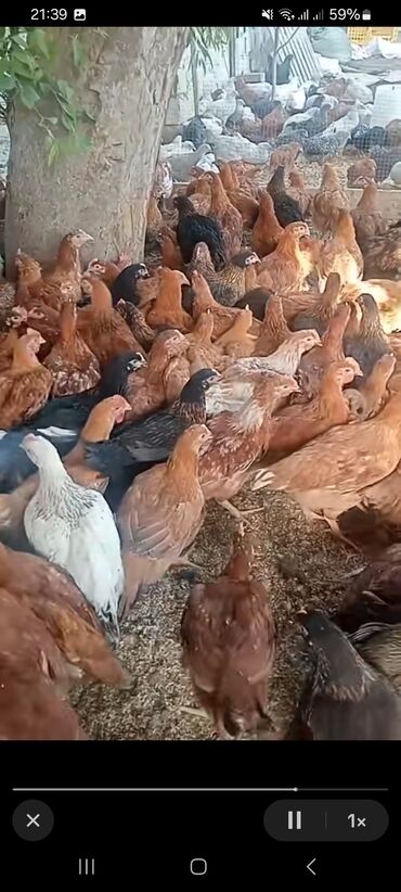 pişik qum qabı: Məhsul: Yumurta və ətlik istiqamətli yerli cins toyuqlar (mix rənglər)