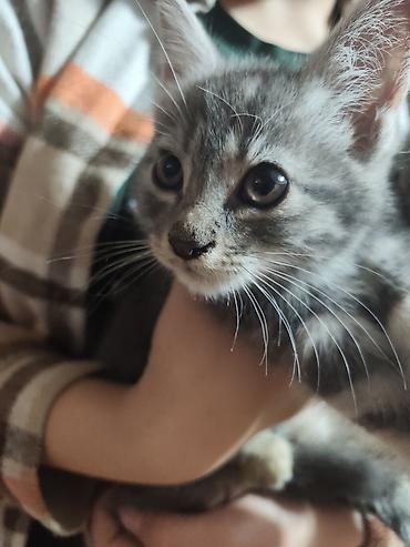 отдаю котят: Котята домашние, короткошёрстные, окрасы: тигровый табби и серый — 4
