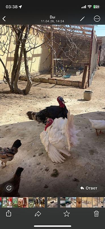 bildircin satisi tap az: Salam kanada ve bronz xindushkalar satılır, yumurtaları da satılır — 2