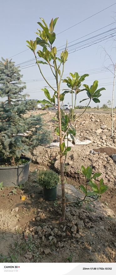 Декоративные деревья: Саженцы деревьев: Магнолии — 19